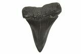 Fossil Broad-Toothed Mako Tooth - South Carolina #340981-1